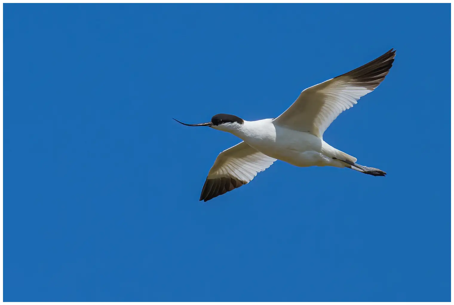 Avocette élégante