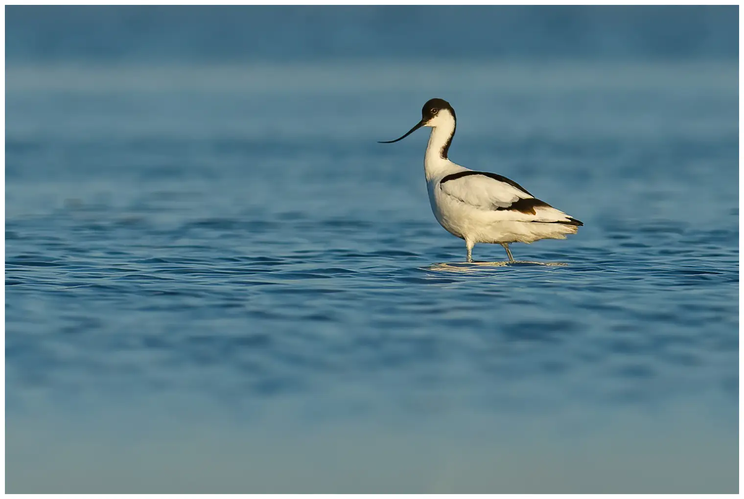 Avocette élégante