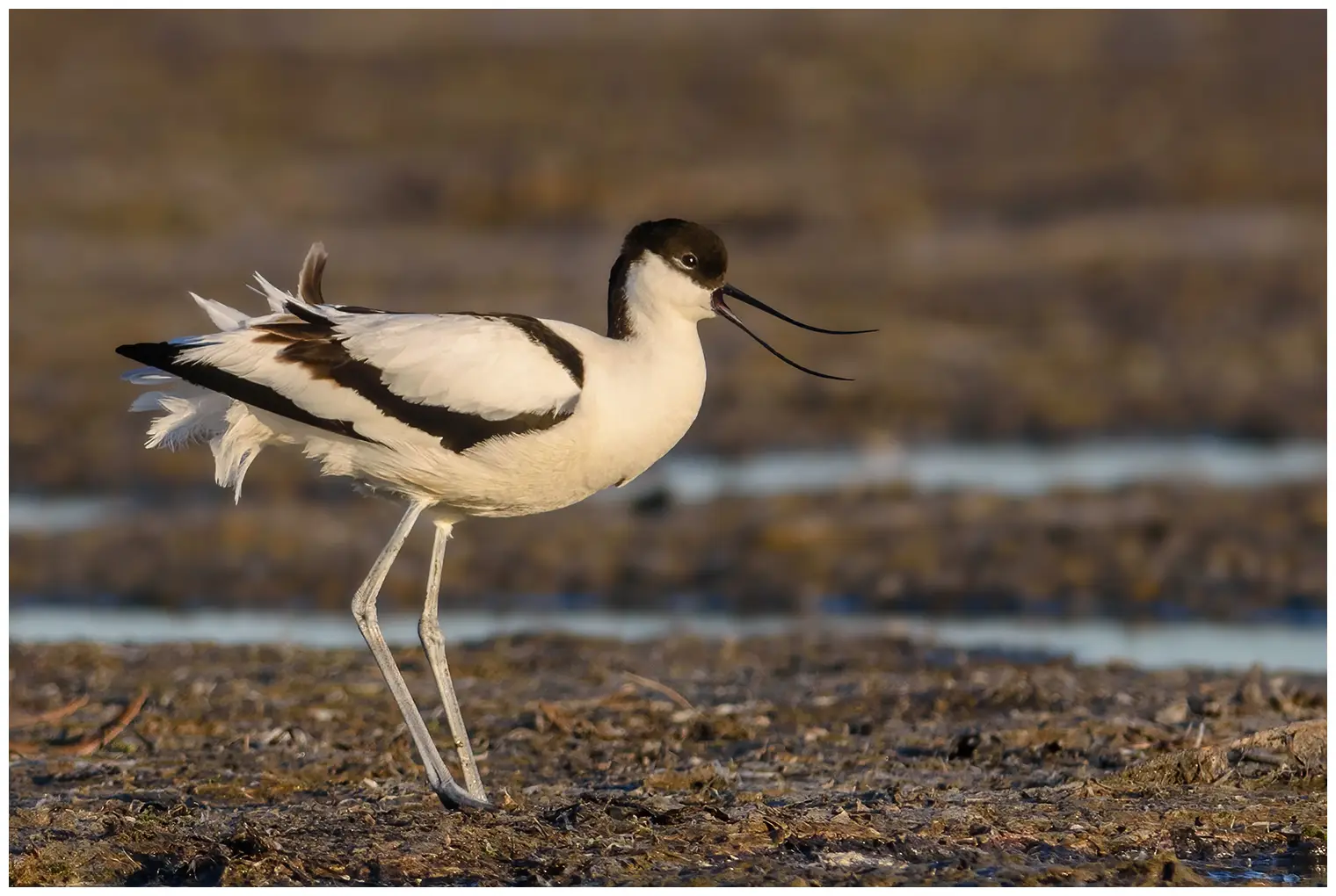 Avocette élégante