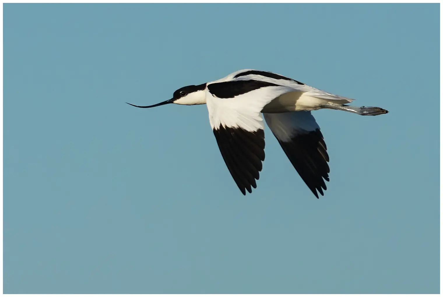 Avocette élégante