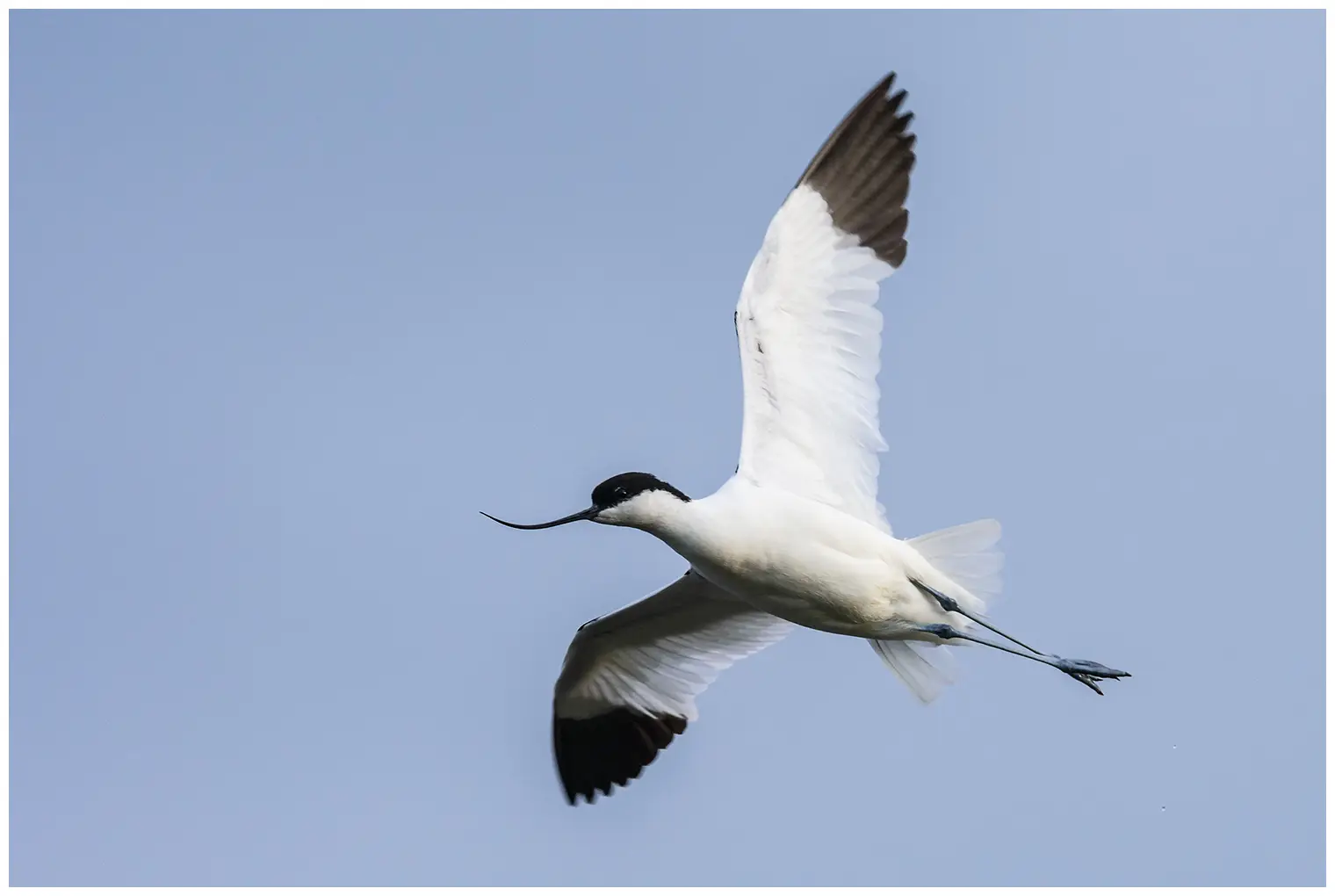 Avocette élégante