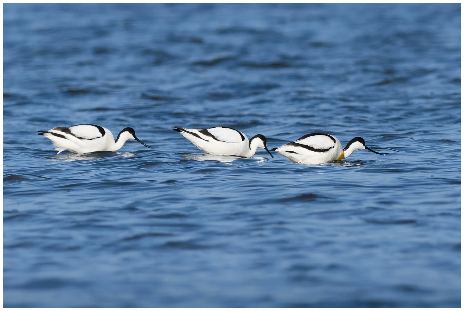 Avocette élégante