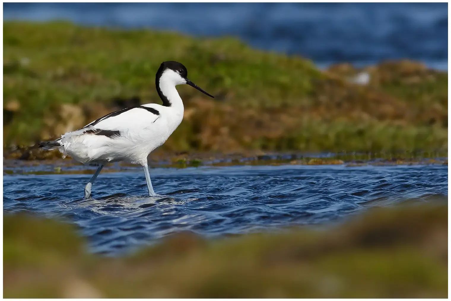 Avocette élégante