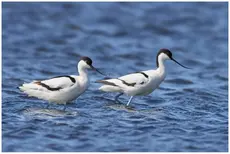 Avocette élégante