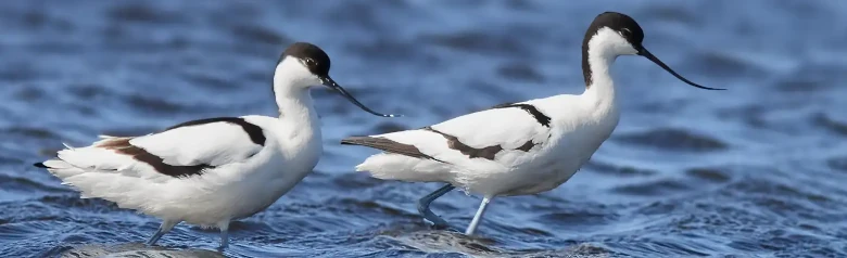 Avocette élégante