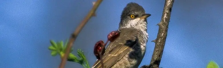 Fauvette épervière. Ici, il est perché sur une branche presque verticale. Le dessous de l'oiseau présente des rayures croisées qui rappellent celles d'un faucon.