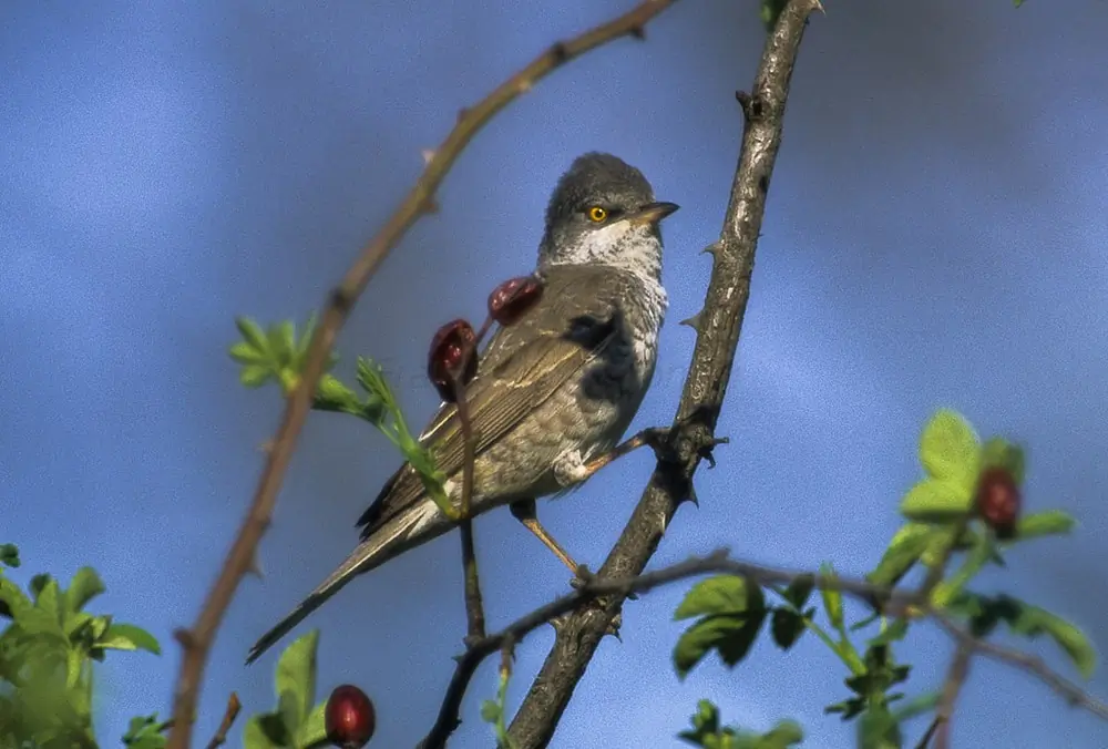 Fauvette épervière. Ici, il est perché sur une branche presque verticale. Le dessous de l'oiseau présente des rayures croisées qui rappellent celles d'un faucon.