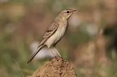 Pipit rousseline