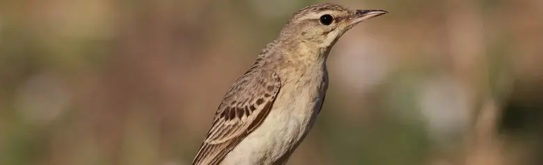 Pipit rousseline. Debout sur le sol. Grand oiseau brillant, au dessous presque sans rayures, de couleur sable clair, et au dessus légèrement tacheté, de couleur brun jaunâtre.