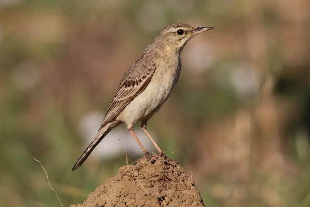 Pipit rousseline. Debout sur le sol. Grand oiseau brillant, au dessous presque sans rayures, de couleur sable clair, et au dessus légèrement tacheté, de couleur brun jaunâtre.