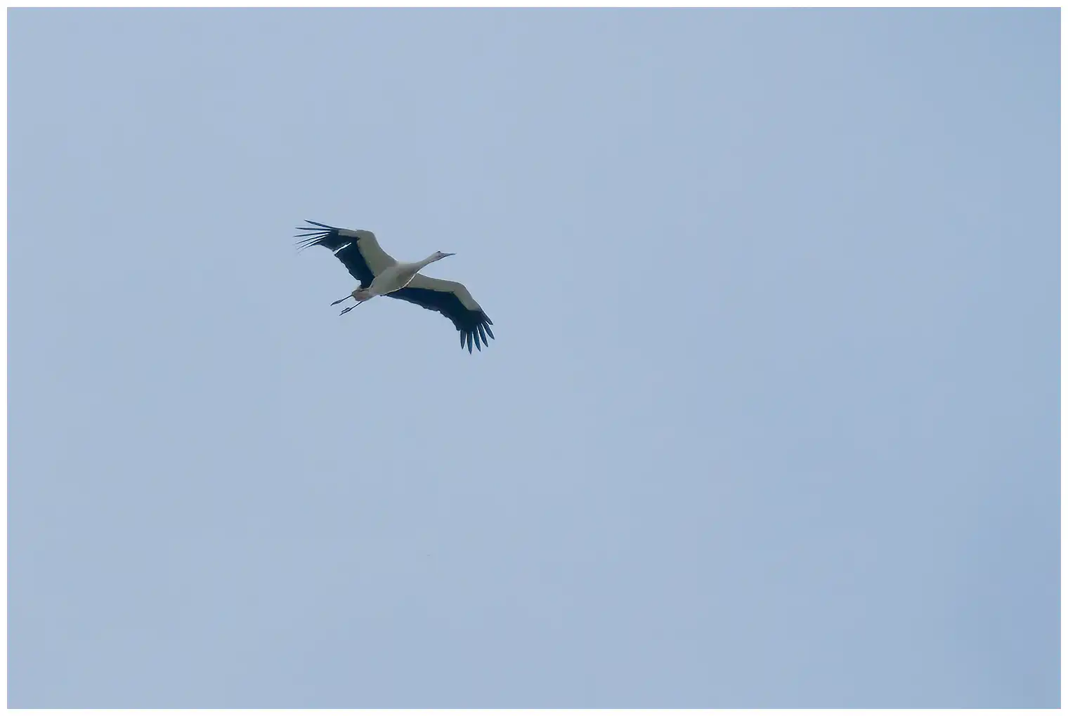 Cigogne blanche