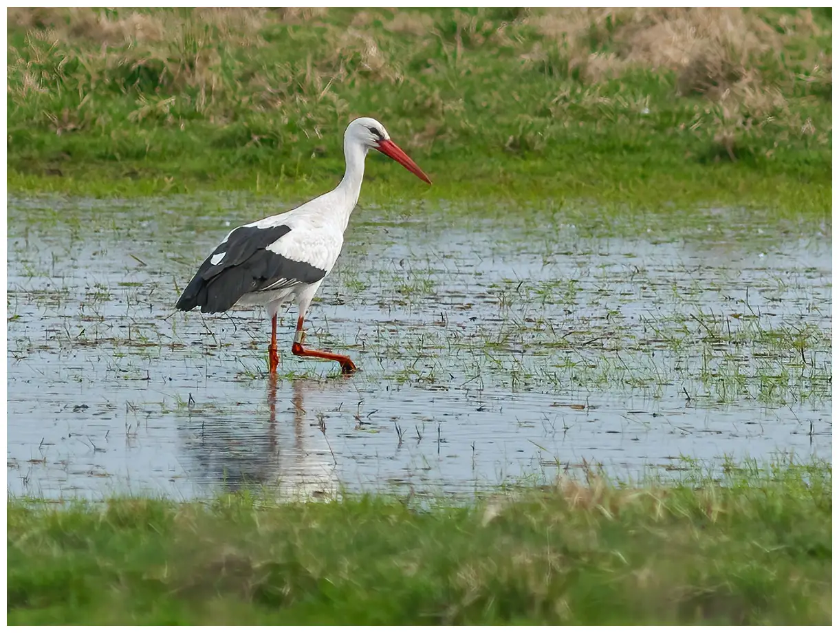 Cigogne blanche