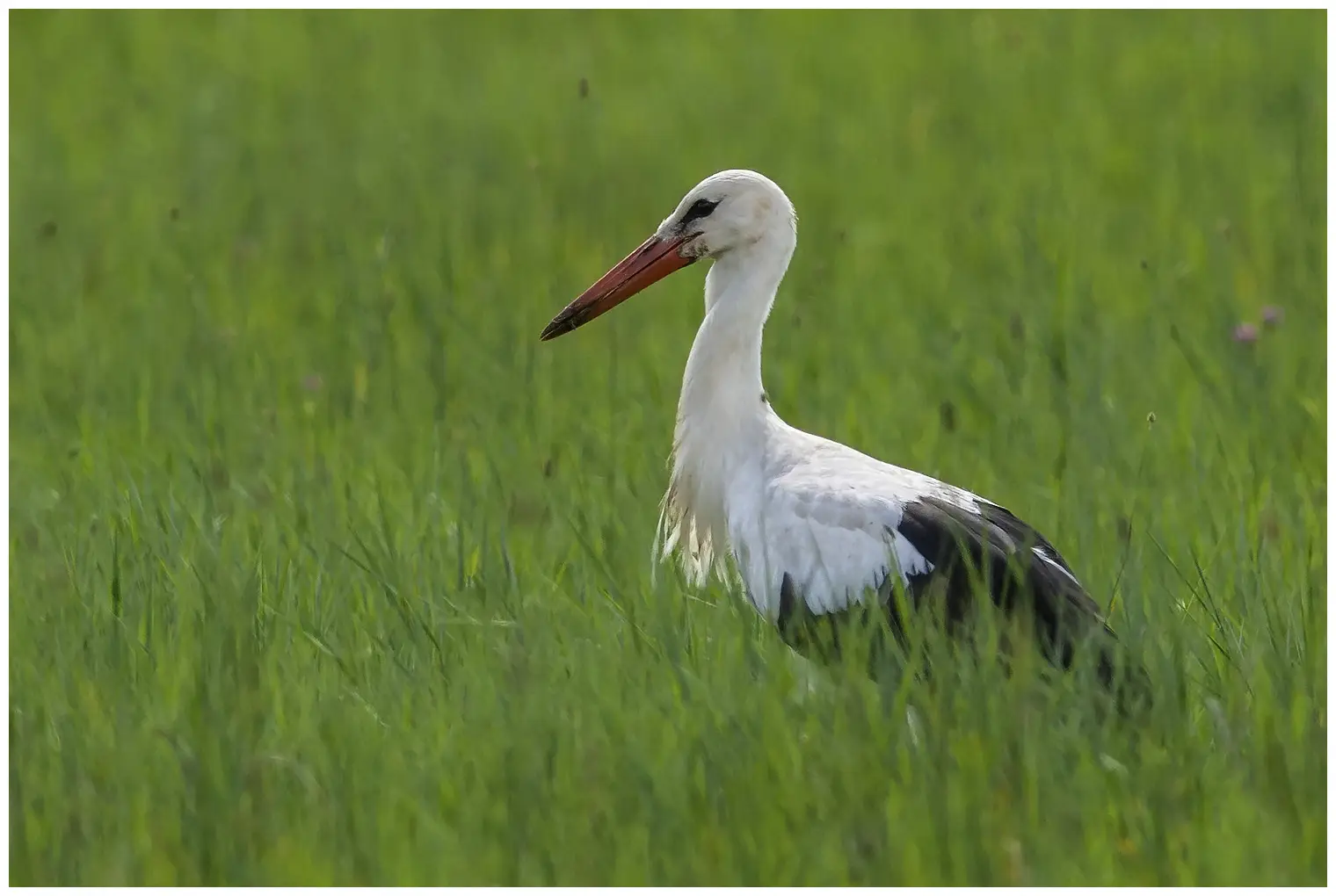 Cigogne blanche