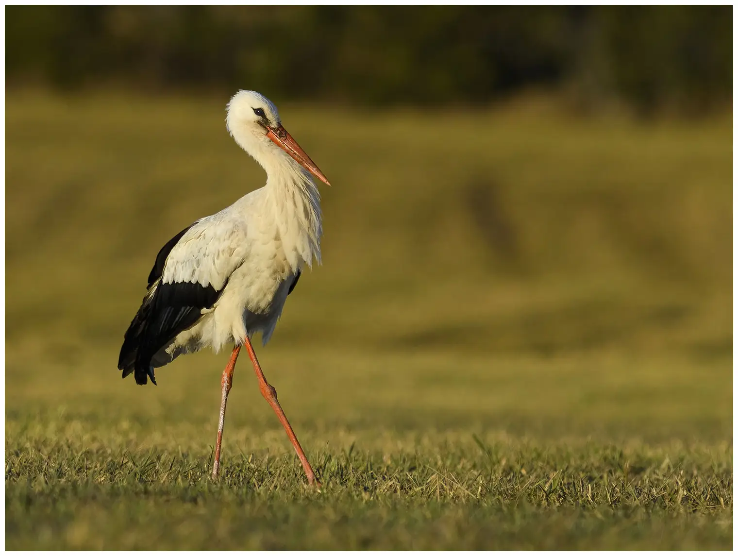 Cigogne blanche
