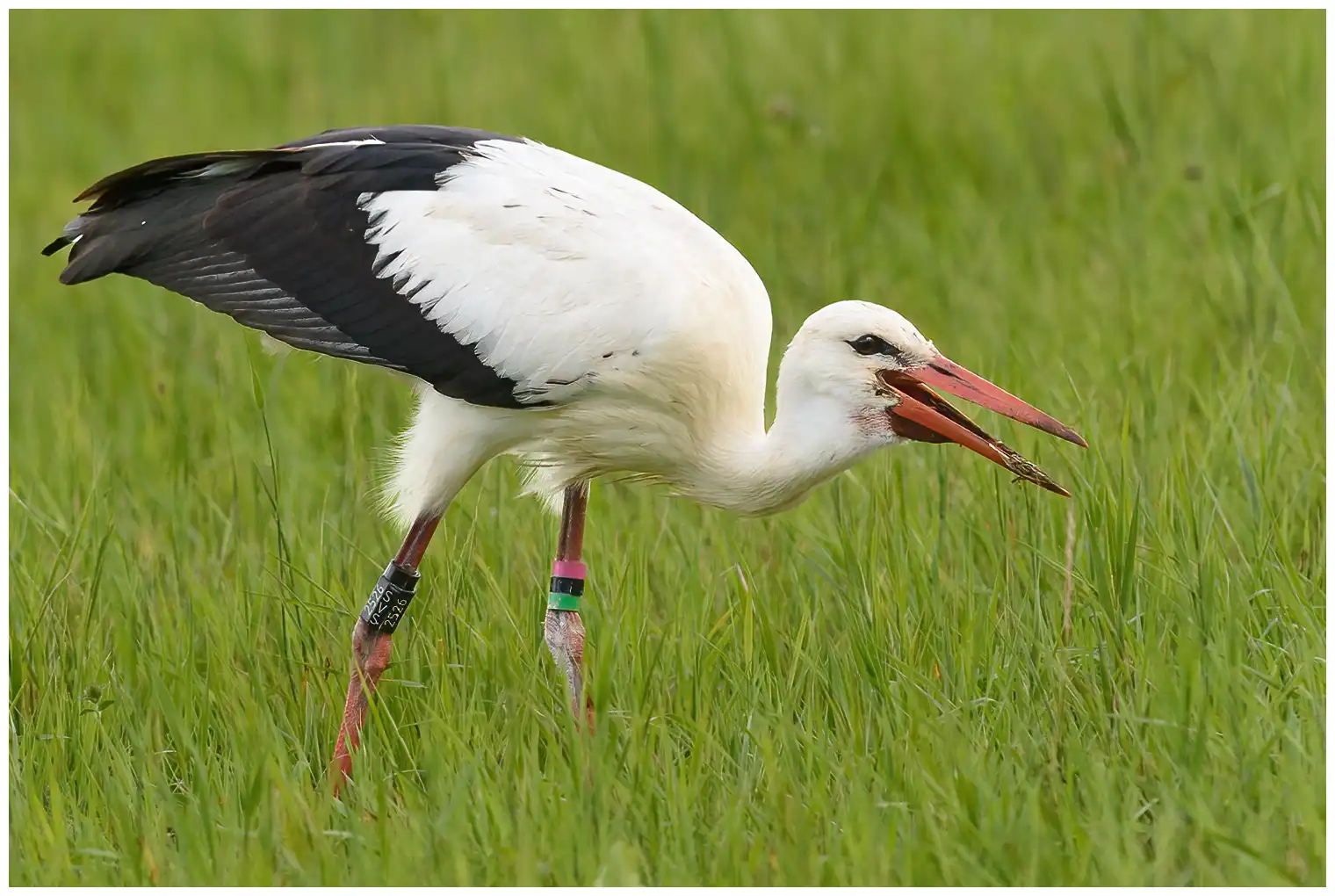 Cigogne blanche