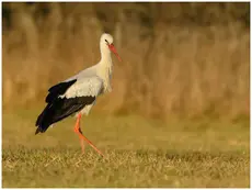 Cigogne blanche