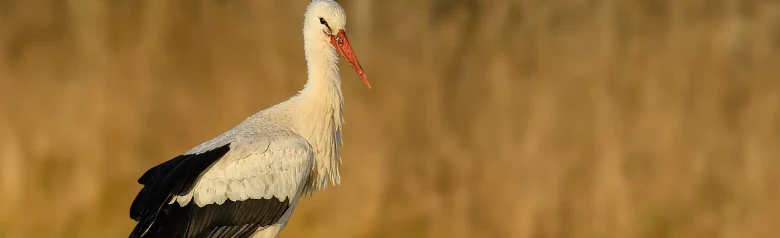 Cigogne blanche