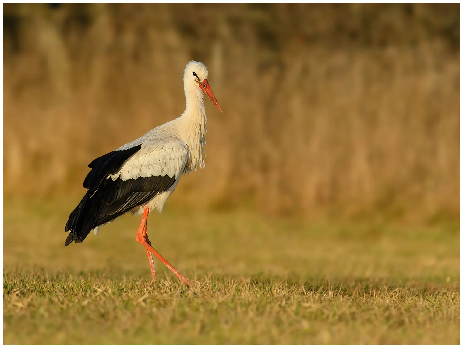 Cigogne blanche
