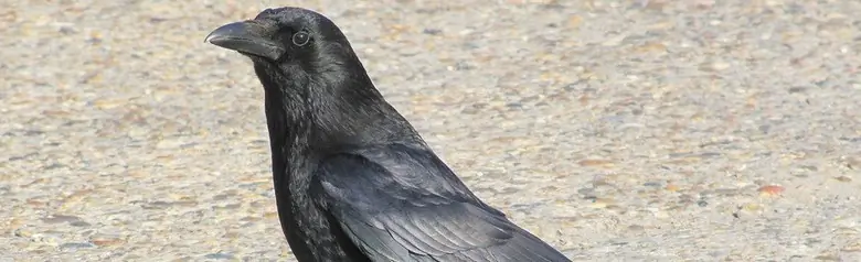 Corneille noire. Assis sur la route au soleil. Oiseau entièrement noir, légèrement scintillant au soleil.