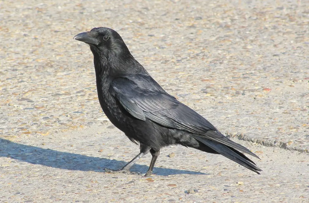 Corneille noire. Assis sur la route au soleil. Oiseau entièrement noir, légèrement scintillant au soleil.