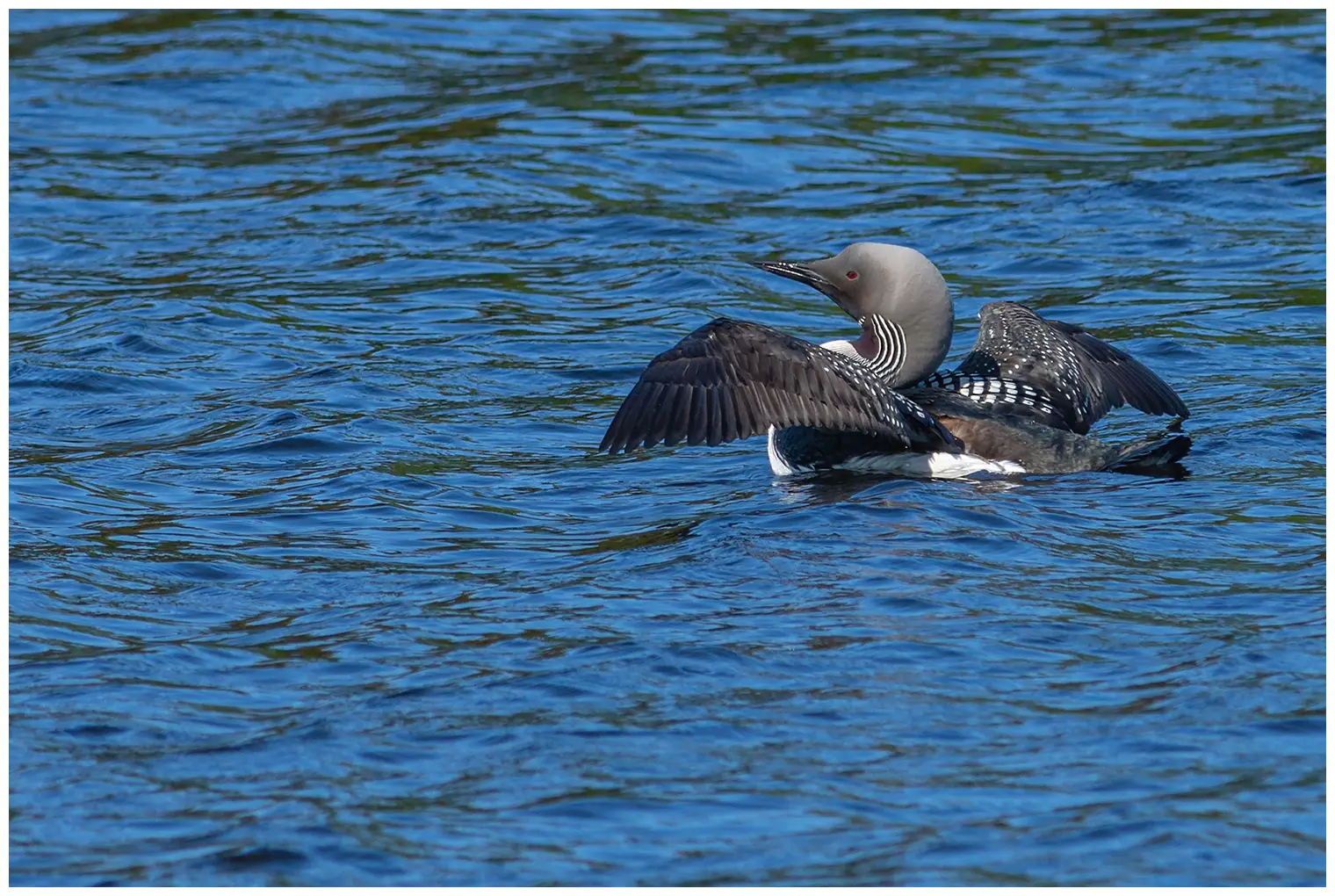 Plongeon arctique