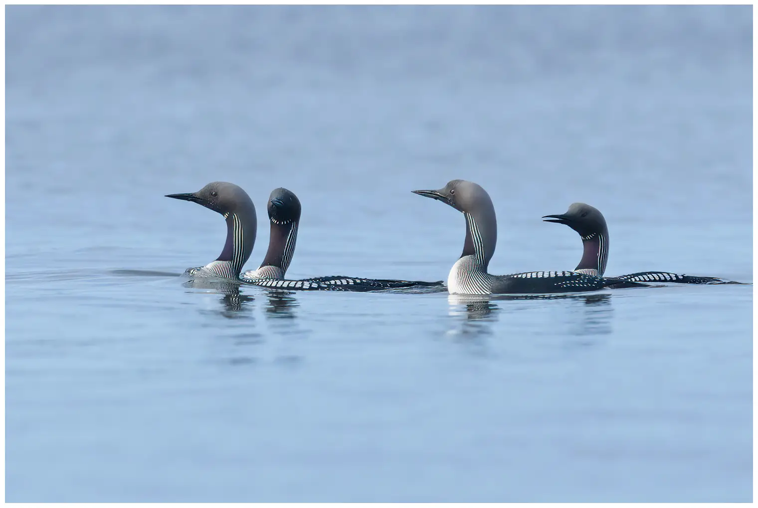 Plongeon arctique