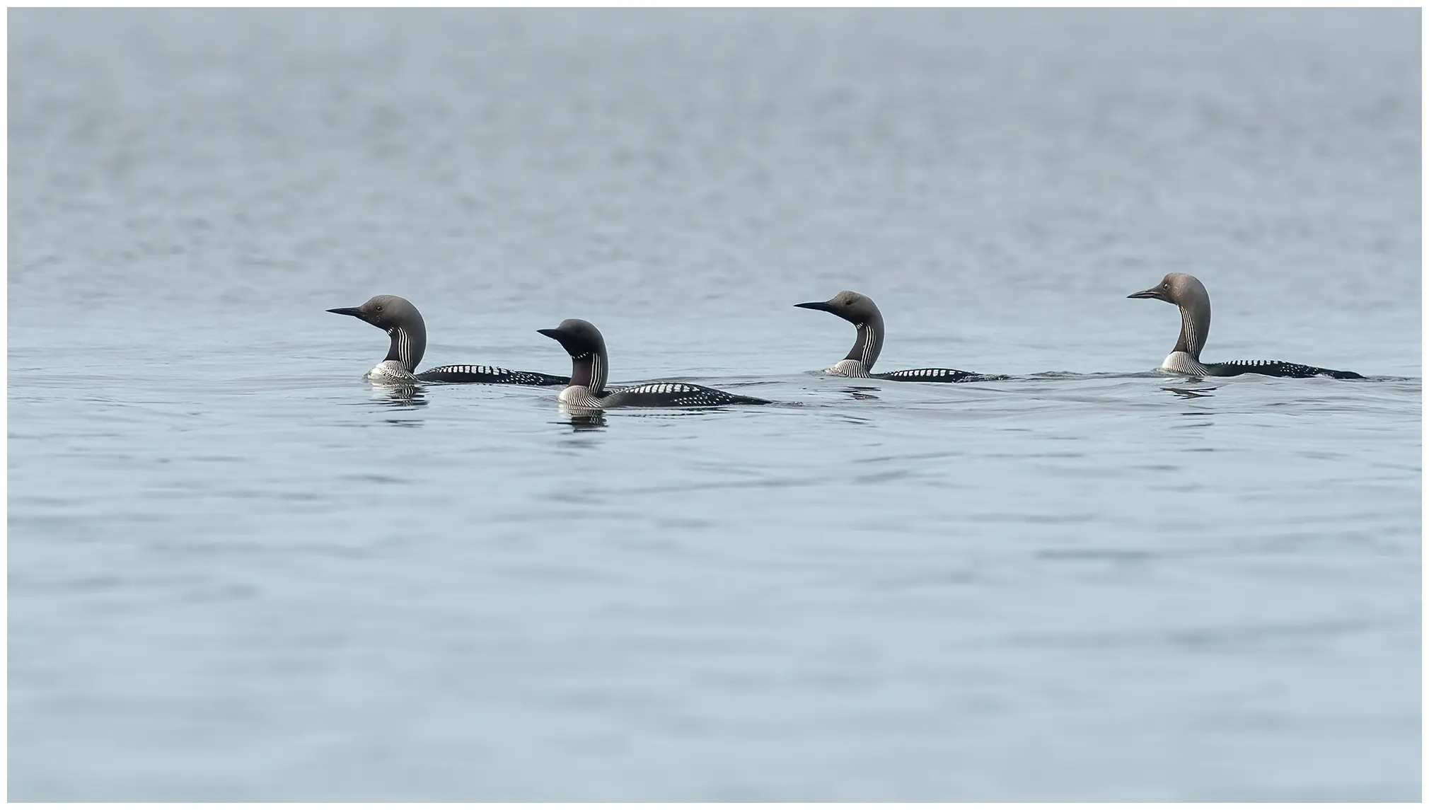 Plongeon arctique