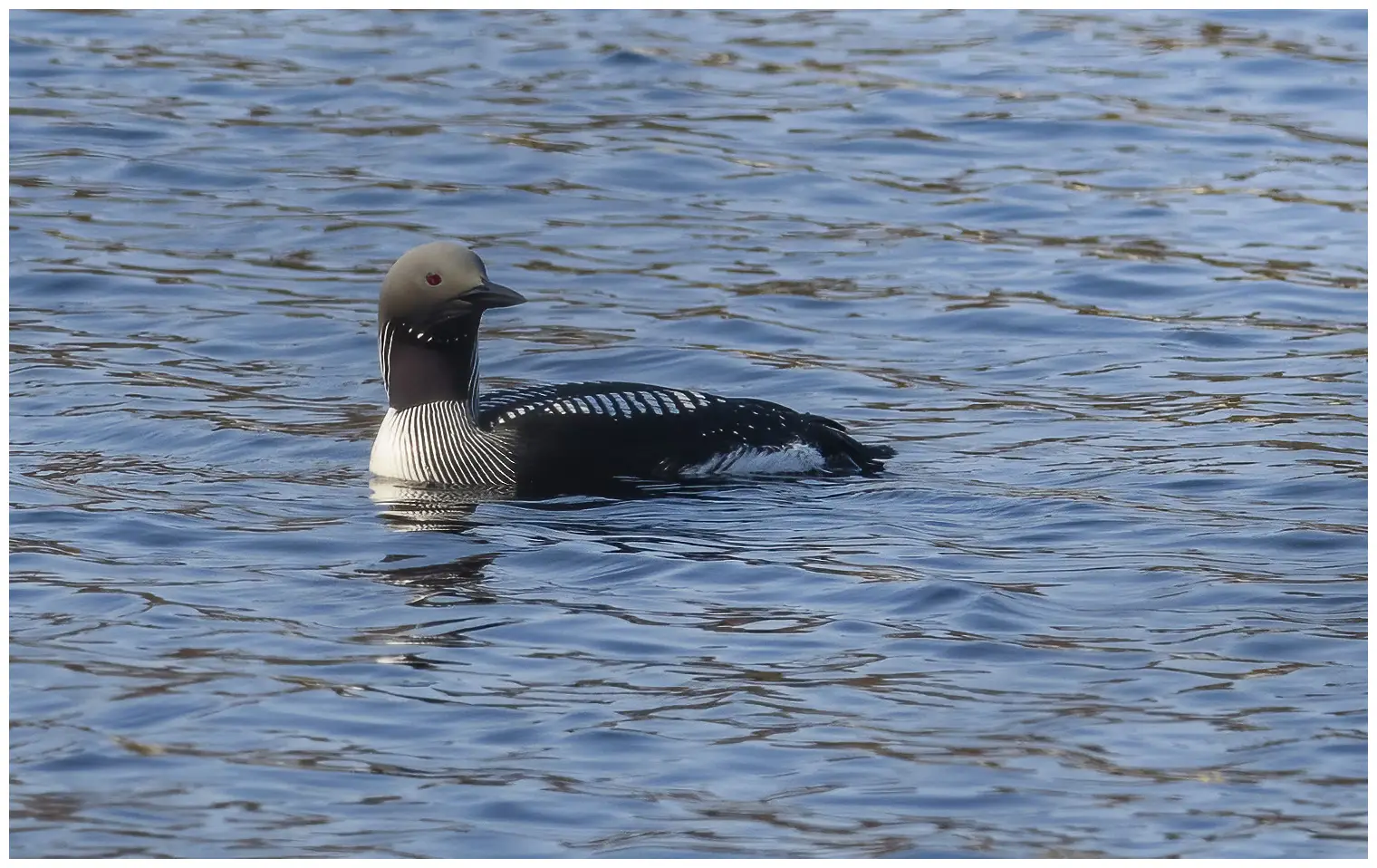 Plongeon arctique
