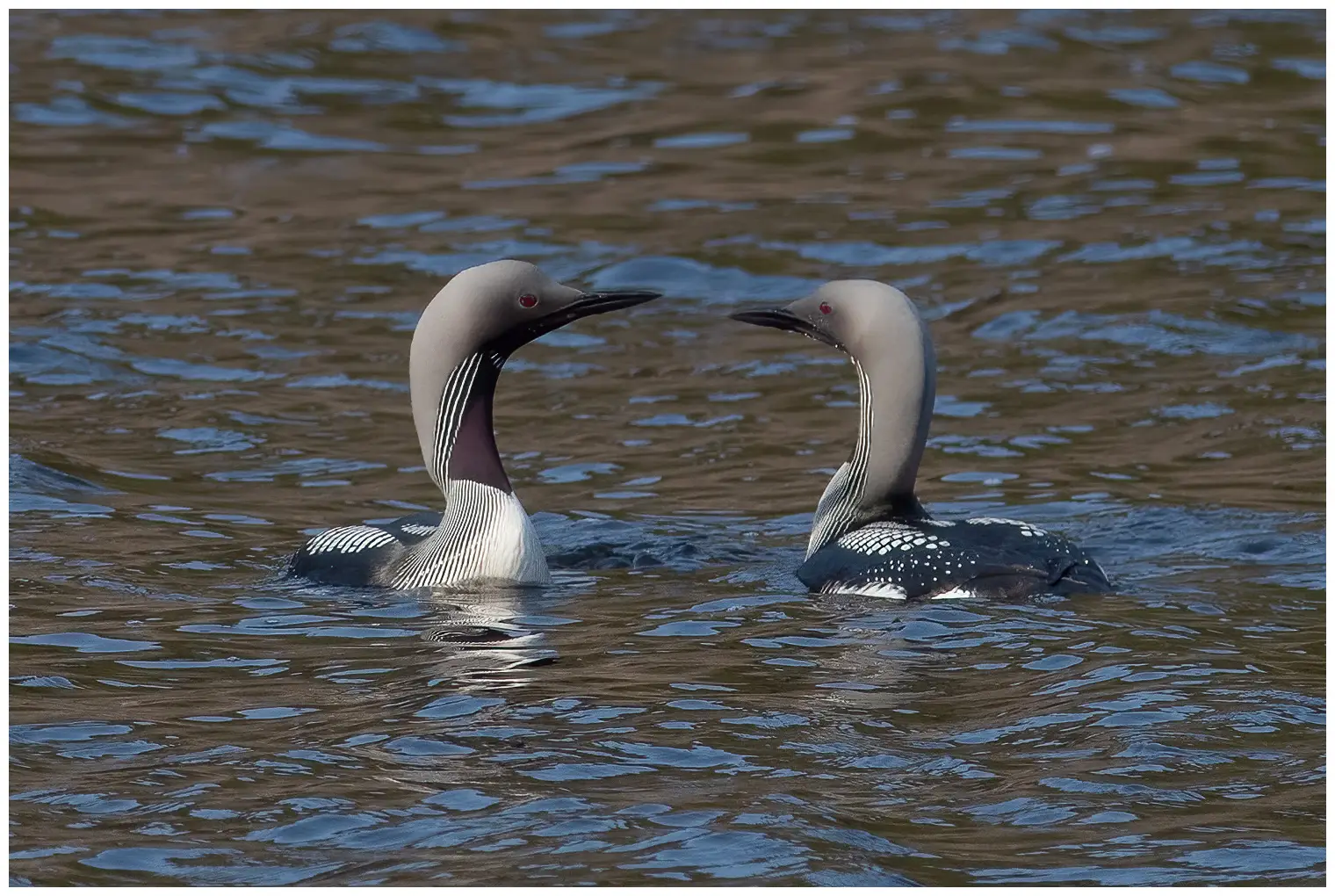 Plongeon arctique