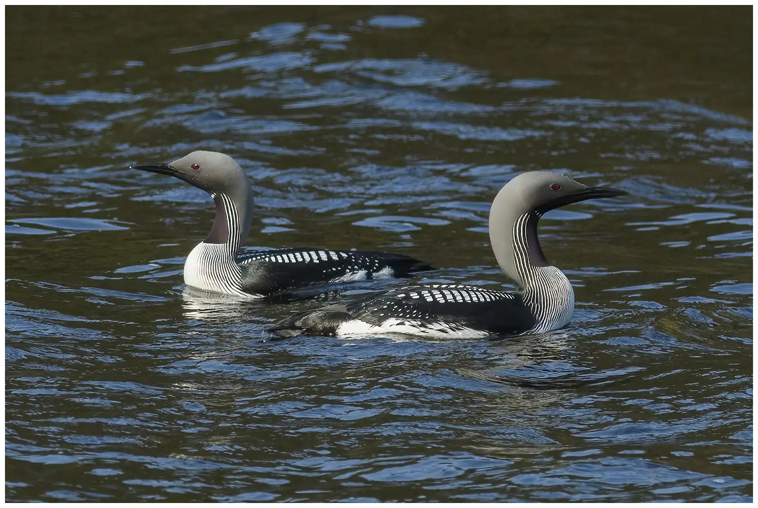 Plongeon arctique