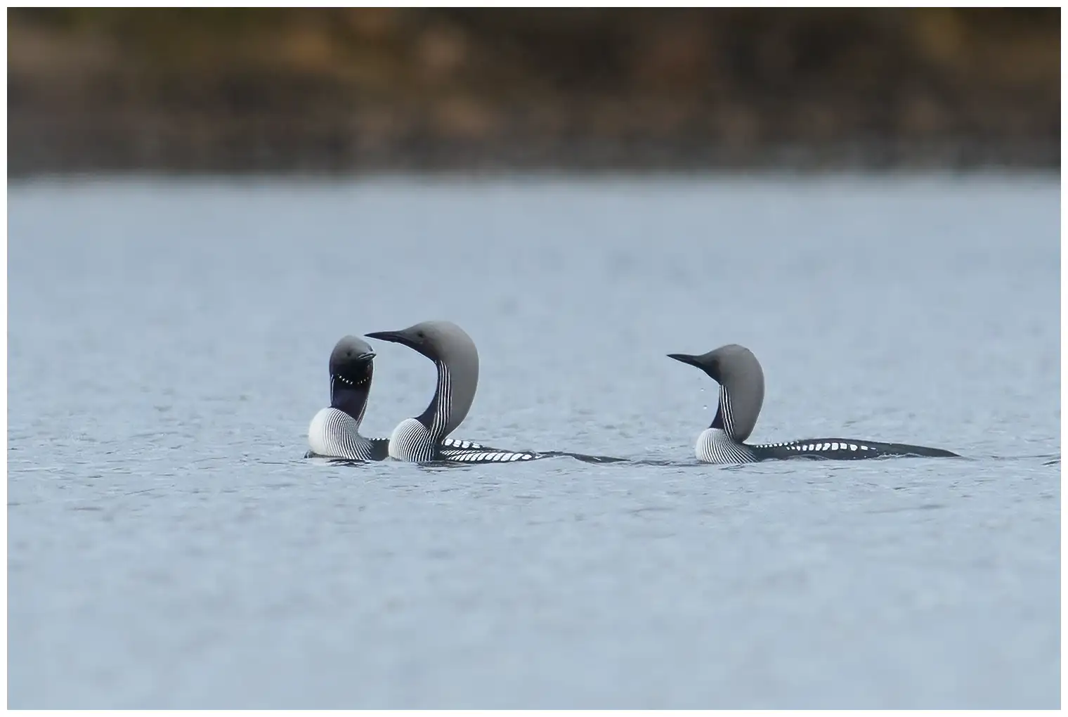 Plongeon arctique
