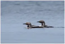 Plongeon arctique