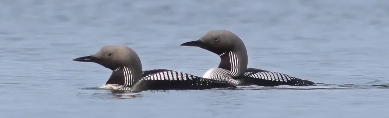 Plongeon arctique. Deux oiseaux sur l'eau. Le cou est long et épais, souvent en forme de S. Carrés blancs sur le dos et sur un champ noir sur la gorge.