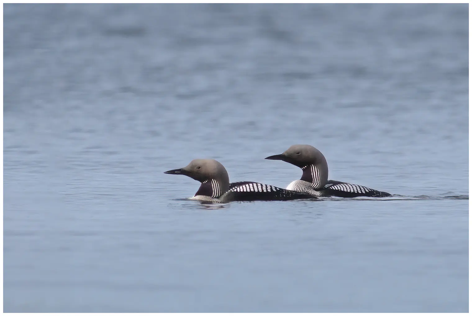 Plongeon arctique. Deux oiseaux sur l'eau. Le cou est long et épais, souvent en forme de S. Carrés blancs sur le dos et sur un champ noir sur la gorge.