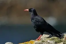 Crave à bec rouge