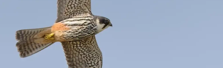 Faucon hobereau. Ici en vol. Un faucon classique avec des ailes longues, fines et pointues et une queue assez courte.