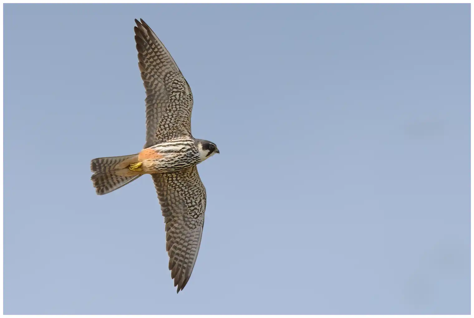Faucon hobereau. Ici en vol. Un faucon classique avec des ailes longues, fines et pointues et une queue assez courte.