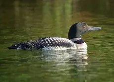 Plongeon huard