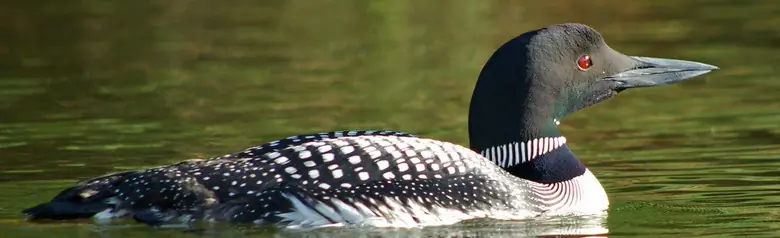 Plongeon huard. Bec puissant, en forme de poignard, tenu horizontalement. Tête large et cou fort avec des taches blanches sur les côtés.