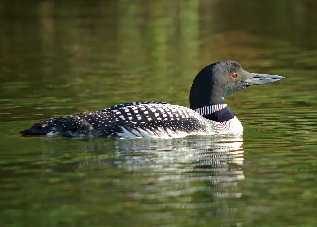 Plongeon huard. Bec puissant, en forme de poignard, tenu horizontalement. Tête large et cou fort avec des taches blanches sur les côtés.
