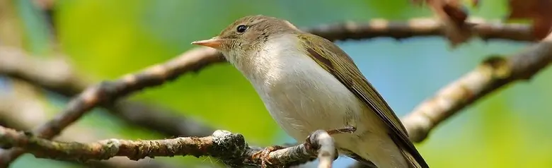 Pouillot de Bonelli