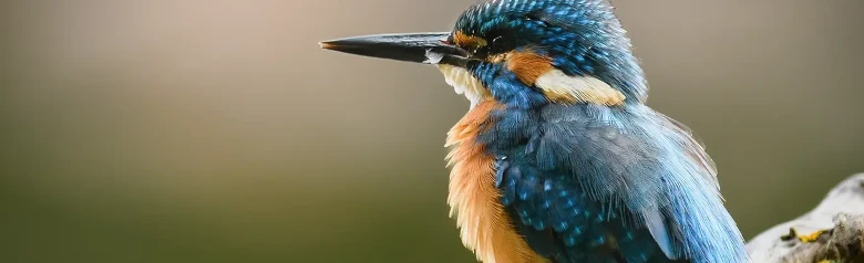 Martin-pêcheur d'Europe