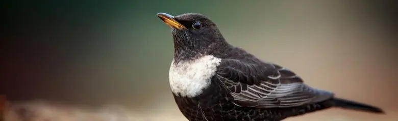 Merle à plastron. Oiseau mâle attentif au sol. Anneau lumineux en forme de croissant sur la poitrine.