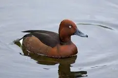Fuligule nyroca