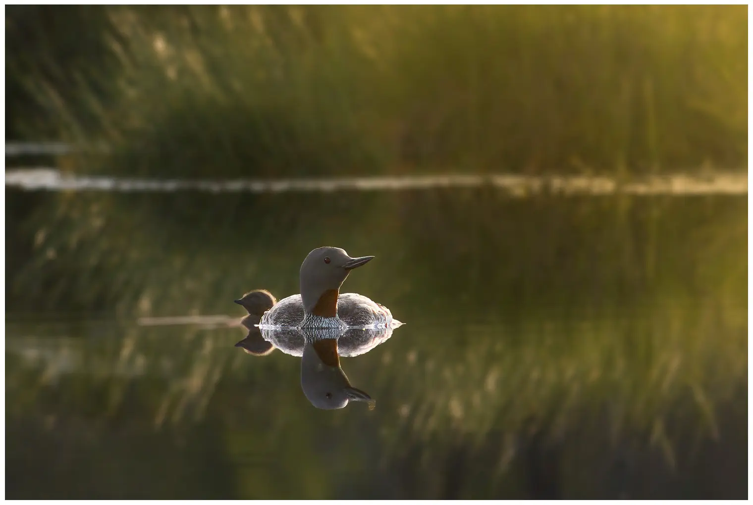 Plongeon catmarin