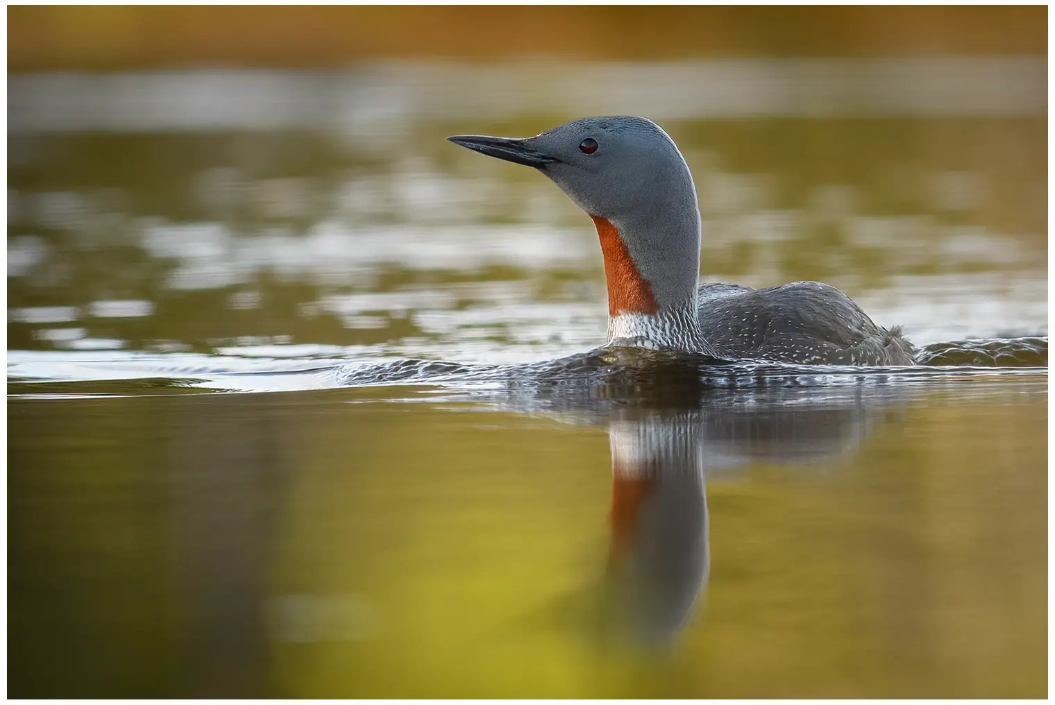 Plongeon catmarin