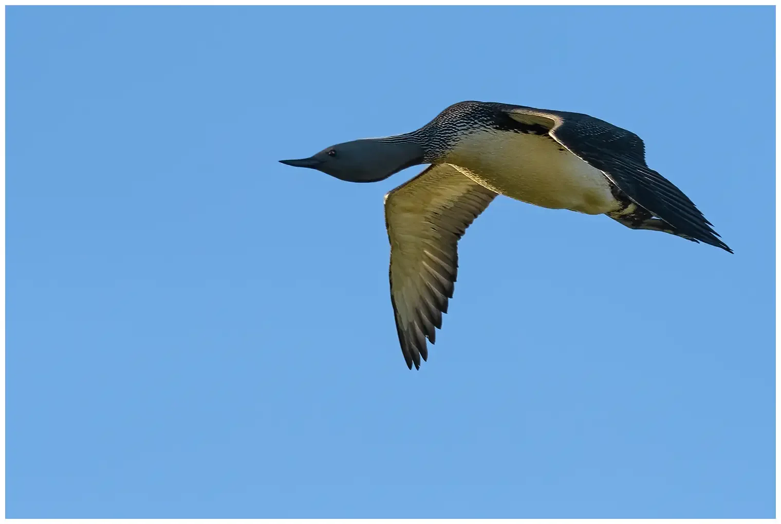 Plongeon catmarin
