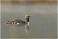 Plongeon catmarin