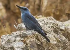Monticole merle-bleu