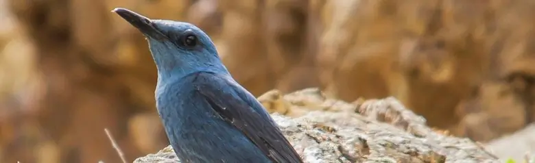 Monticole merle-bleu